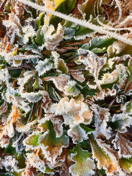 Winter Frost : Snow Crystal, Trunk, Grass