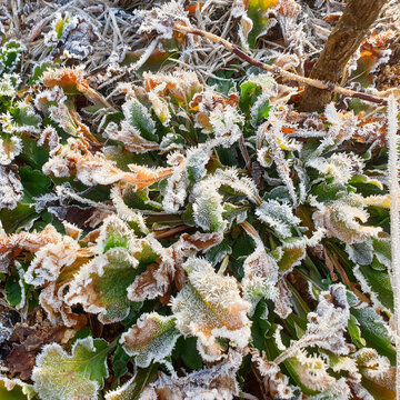 Winter Frost : Snow Crystal, Trunk, Grass