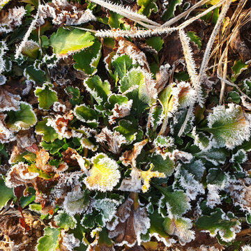 Winter Frost : Snow Crystal, Trunk, Grass,  Foliage