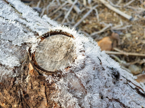 Winter Frost : Snow Crystal, Trunk, Grass