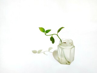 A green plant with shadow in the bottle with blurry water isolated on white background.
