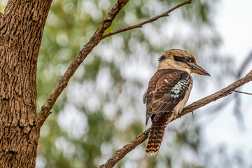 
The Laughing Kookaburra (Dacelo novaeguineae)