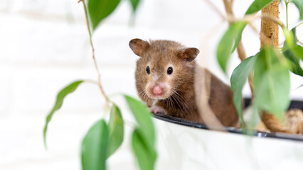 Close-up portrait of funny curious Syrian hamster looking at the camera. The hamster sits in a white pot with a ficus houseplant. Care and love for pets. Pet shop, World Pet Day. Banner, copy space.