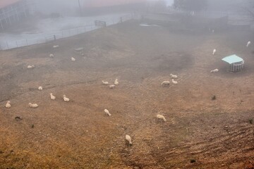 Sheep (Ovis aries) at Qingjing Farm, Taiwan.