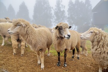Sheep (Ovis aries) at Qingjing Farm, Taiwan.