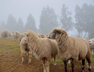 Sheep (Ovis aries) at Qingjing Farm, Taiwan.