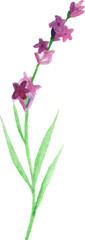 Obraz na płótnie Canvas Watercolor clipart Lavender blossom and Leaf
