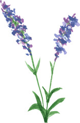 Watercolor clipart Lavender blossom and Leaf