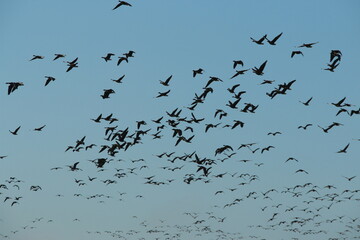 A flock of migratory birds in the sky