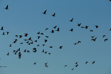 A flock of migratory birds in the sky