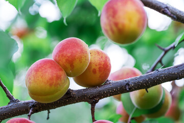 Ripe apricots on the orchard tree in the garden.