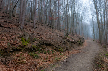 Path in the misty forest