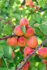 Ripe apricots on the orchard tree in the garden.