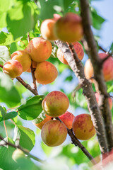 Ripe apricots on the orchard tree in the garden.