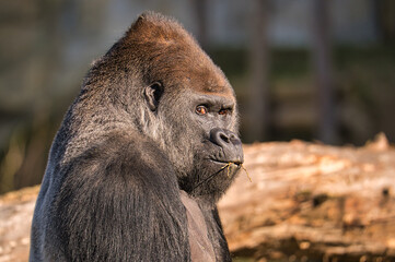 Nahaufnahme eines Gorillas mit Blickrichtung Kamera