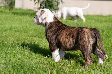 Funny brindle coat American Bulldog puppy dog