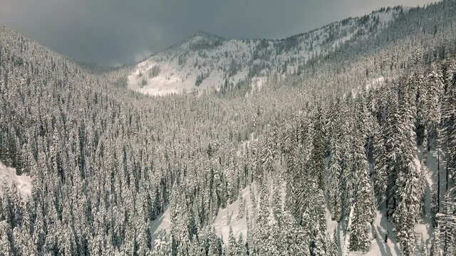 Sun and Shadow Contrast in Snowy Mountain Valley Aerial Over Trees