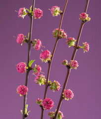 Obraz premium Blooming Amygdalus Triloba branch on pink background. Symbol of life beginning and the awakening of nature.