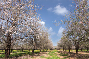 Blooming almond trees in the orchard.