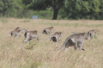 dozens of monkeys running around in the wild or in the weeds