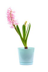 spring blooming pink hyacinth flower in a pot on a white isolated background.
