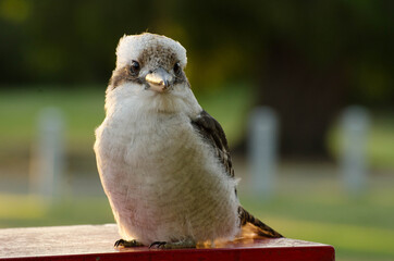 
The Laughing Kookaburra (Dacelo novaeguineae)