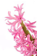 the blooming hyacinth flower is pink in close-up on a white isolated background.