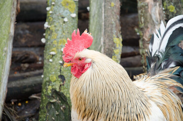 Portrait of Beautiful Rooster on nature background