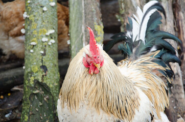 Portrait of Beautiful Rooster on nature background