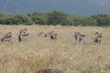 dozens of monkeys running around in the wild or in the weeds