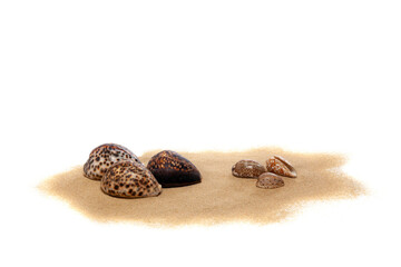 Coquillages posés sur du sable isolé sur fond blanc