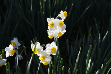 水仙の花