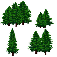 Set of fir trees isolated on white background, Vector illustration.