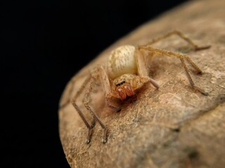 Huntsman spiders, members of the family Sparassidae are known by this name because of their speed and mode of hunting.They are also called giant crab spiders because of their size and appearance.⁣