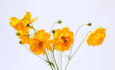 Fresh summer bouquet of orange cosmos flowers on white background. Floral home decor. Selective focus. Close-up.