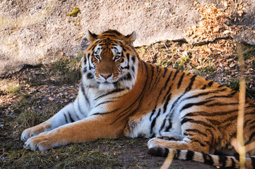 Aufnahme eines sibirischen Tiger welcher sich am Boden abgelegt hat