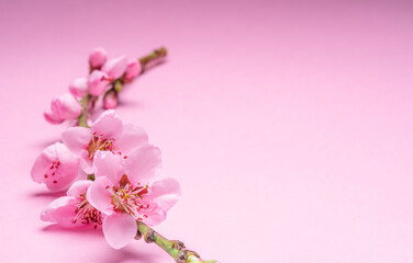 Fototapeta na wymiar Blooming peach branch on pink background. Symbol of life beginning and the awakening of nature.