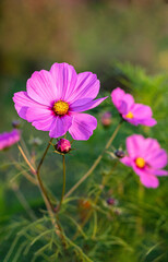 Obraz premium Beautiful cosmos flowers close-up. Summer floral background. Cosmos flowers background. Vertical crop.