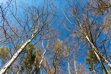 Baumkronen vor blauem Himmel
