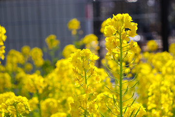 菜の花 花畑 花 黄色 きれい 春 イエロー 穏やか 美しい 満開 かわいい