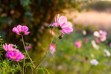 Beautiful cosmos flowers close-up. Summer floral background. Cosmos flowers background.