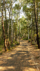 Fototapeta na wymiar A landscape view of forest trails winding through tall eucalyptus trees.