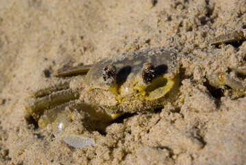 Crab