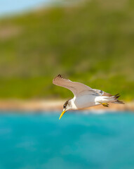 Australian Tern in flight 