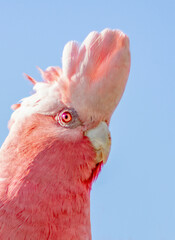 The galah (Eolophus roseicapilla), also known as the rose breasted cockatoo, galah cockatoo, roseate cockatoo or pink and grey, is one of the most common and widespread cockatoos in Australia. © Imagevixen