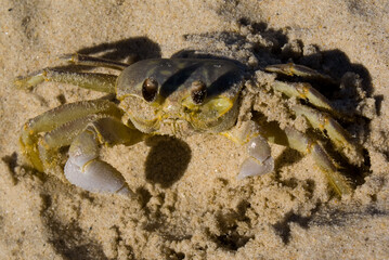 Crab