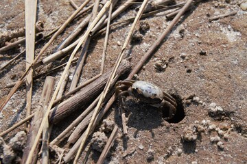 Crab