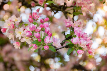 branch of blooming pink flowers on a blurred bokeh background