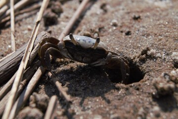 Crab