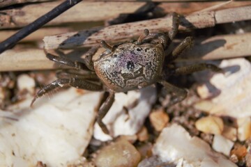 Crab